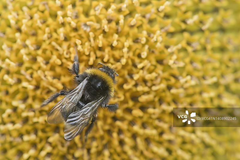 熊蜂(Bombus terrestris)在向日葵(Helianthus annuus)上,德国下萨克森州埃姆斯兰图片素材