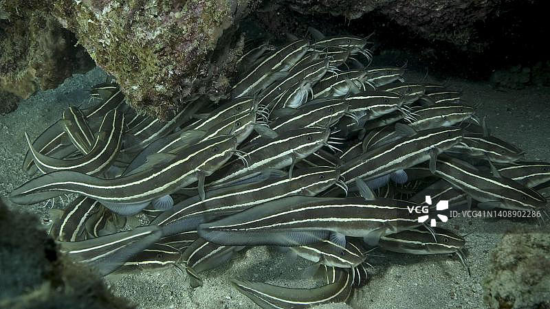 条纹鲶鱼躲藏在珊瑚洞穴中。条纹鳗鲶，特写。红海，埃及图片素材