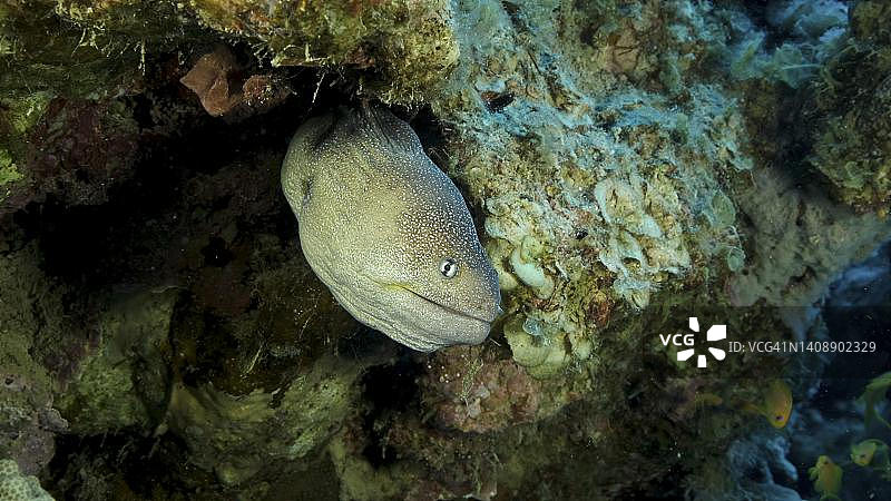 从藏身处探出头的海鳝特写。埃及红海黄口海鳝（Gymnothorax nudivomer）图片素材
