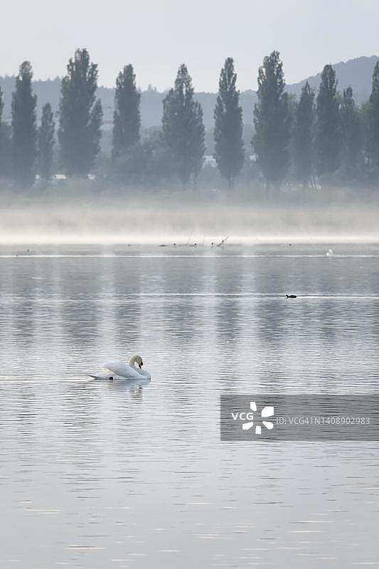 康斯坦茨湖的清晨雾气与天鹅，德国巴登-符腾堡州图片素材