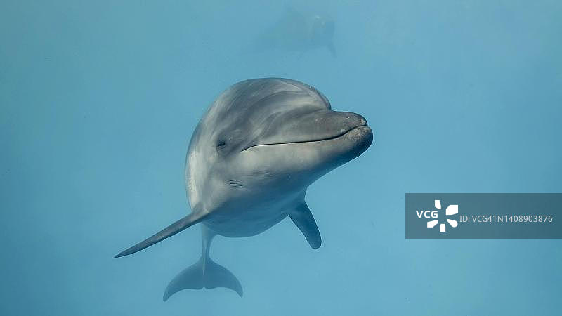 好奇的年轻海豚对着镜头微笑。海豚自拍，乌克兰黑海图片素材