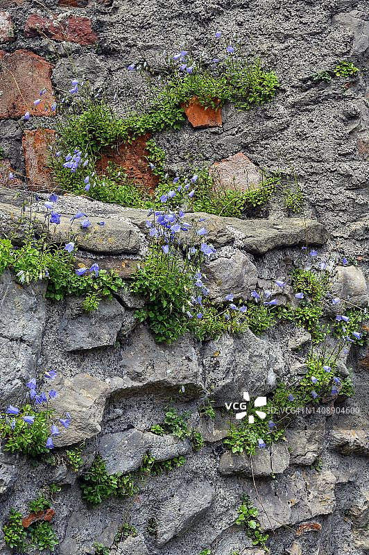 德国巴伐利亚阿尔高普夫龙滕附近艾森贝格城堡遗址的钟花城堡墙壁图片素材