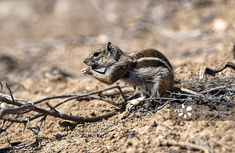 寻找食物的野生巴巴里地松鼠图片素材