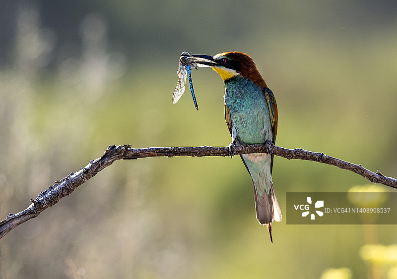 欧洲蜂虎，嘴里叼着蜻蜓站在树枝上，正在捕猎图片素材