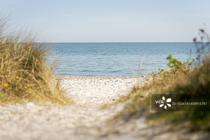 海滩沙丘草图片素材