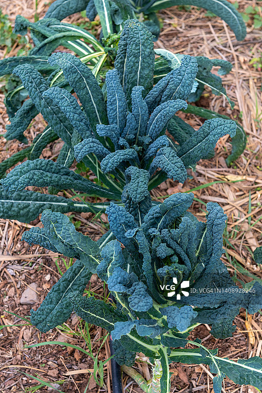农田里生长的羽衣甘蓝图片素材