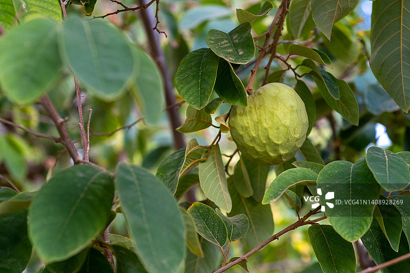树上悬挂的番荔枝图片素材