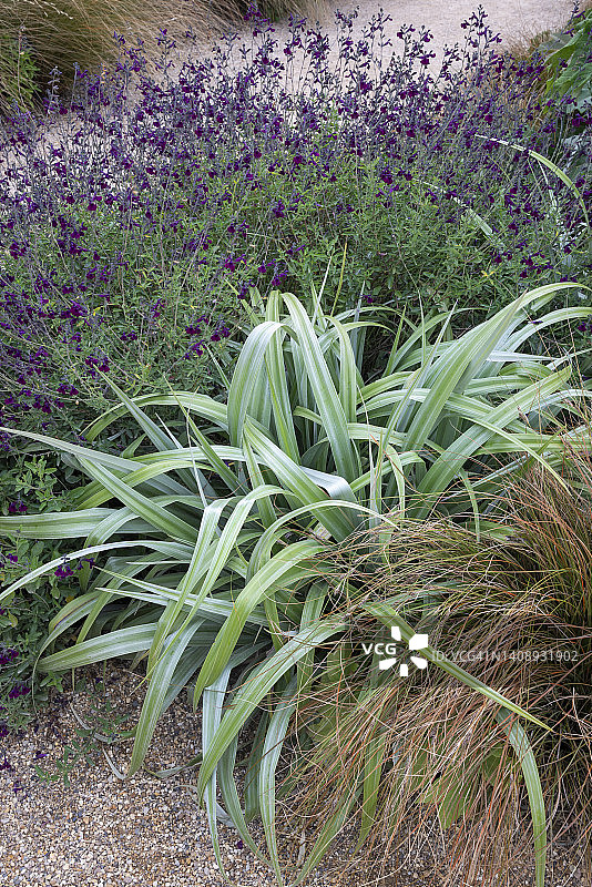 英国花园夏季的查塔姆银矛麻图片素材