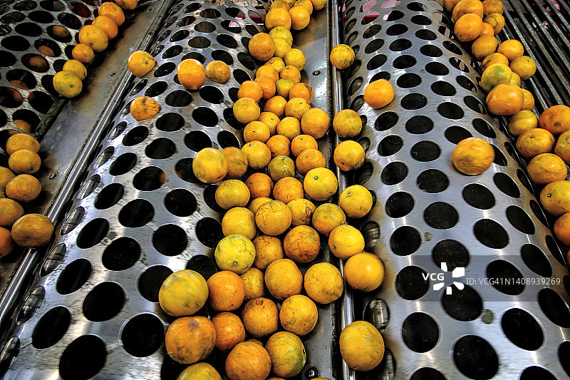 人工装载后自动滚轮车上的塔罗科橙图片素材