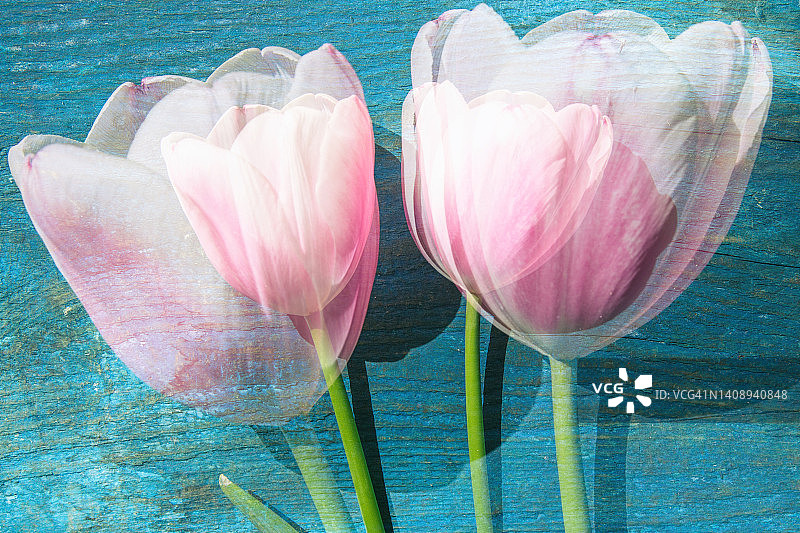 新鲜郁金香图片素材