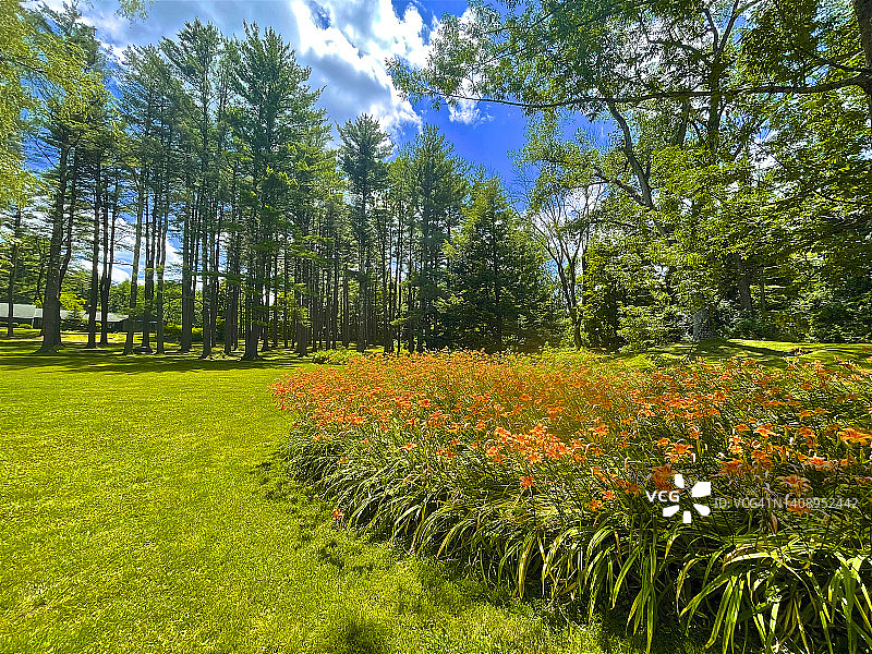 大巴灵顿草坪上的常绿树林与萱草图片素材