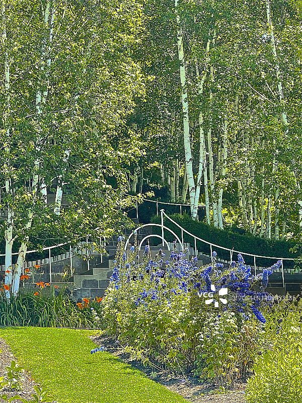 斯托克布里奇的翠雀和桦树图片素材