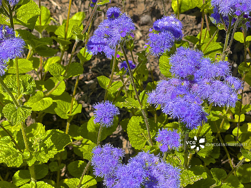 盛开的胜红蓟特写图片素材