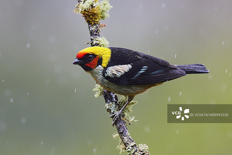 火焰面唐纳雀图片素材