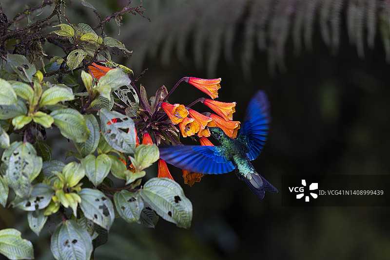 大蓝宝石翅蜂鸟图片素材