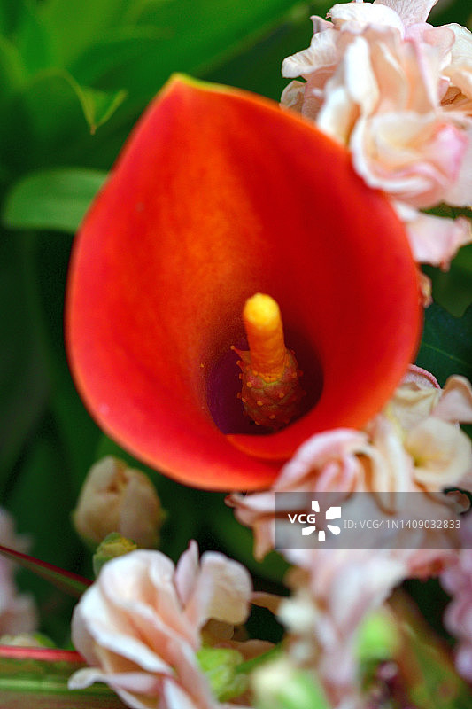 马蹄莲花图片素材