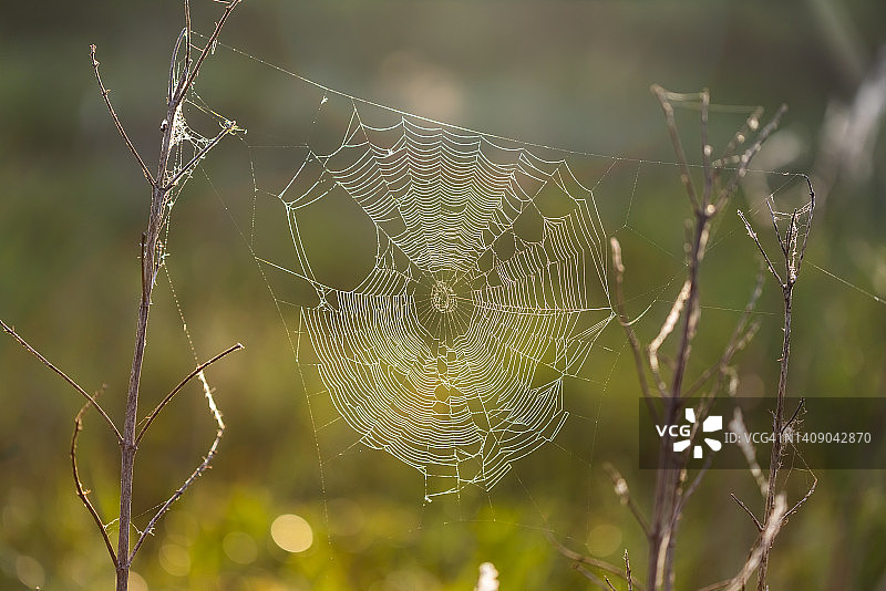 雾蒙蒙的黎明时分，蛛网上的露珠。夏季背景图片素材