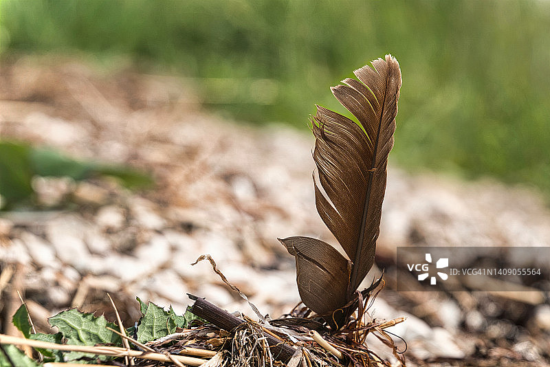 鸟类遗落的羽毛图片素材
