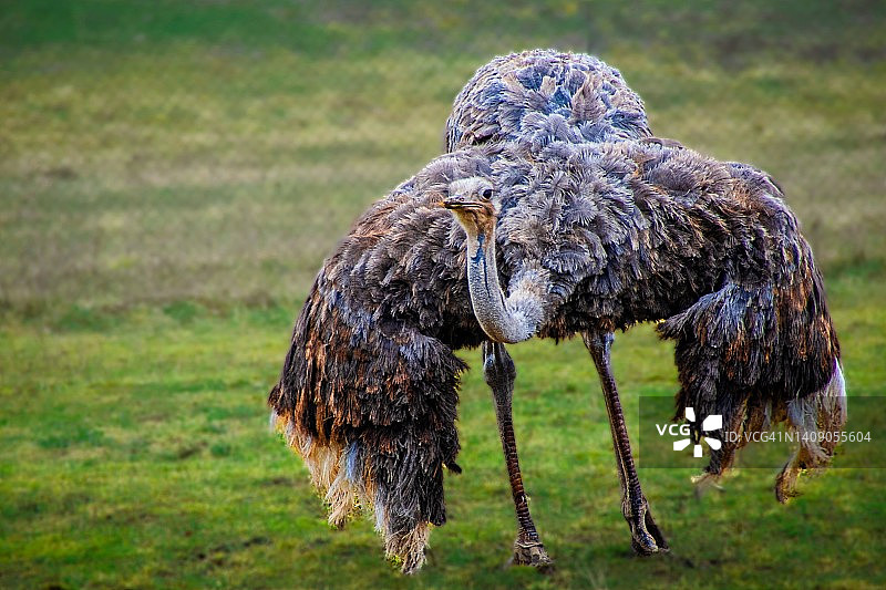 圈养的鸵鸟图片素材