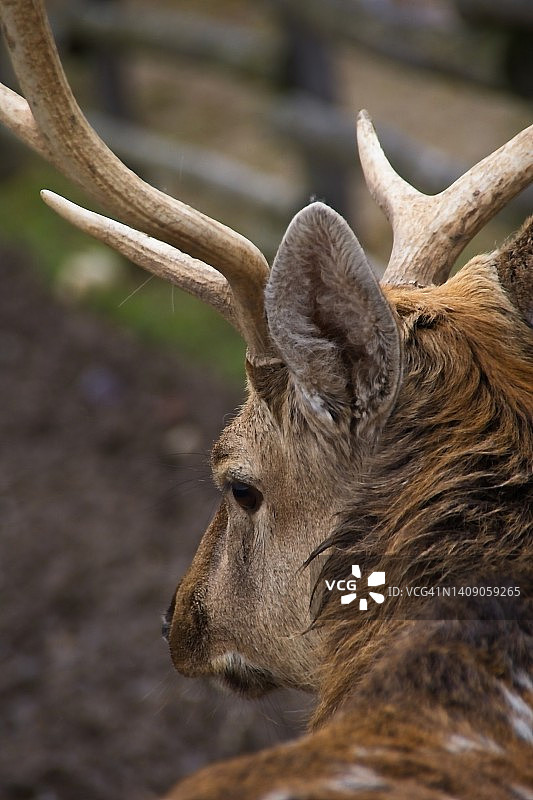 鹿的肖像图片素材
