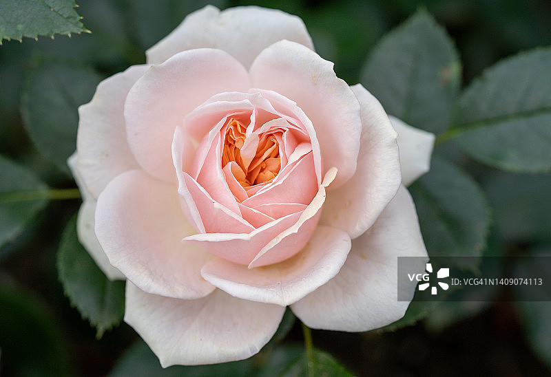 淡粉色茶玫瑰特写图片素材