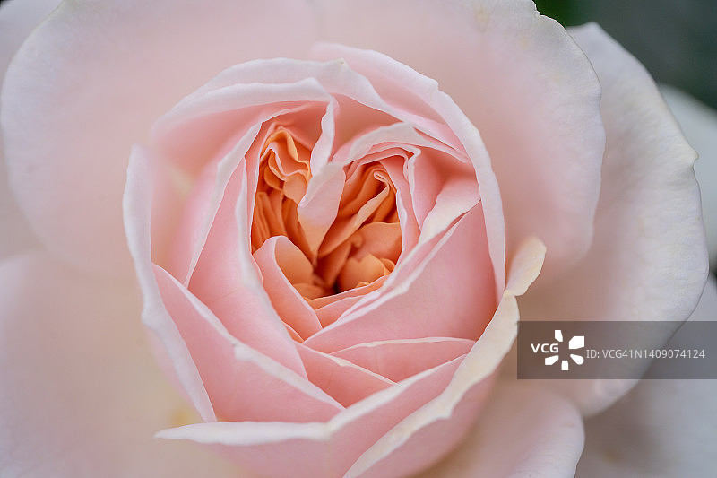 淡粉色茶玫瑰特写图片素材