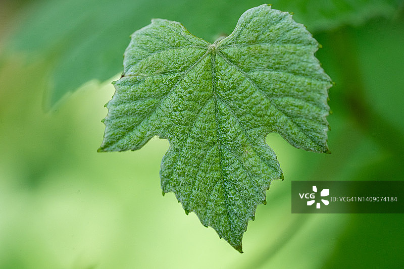 葡萄叶图片素材