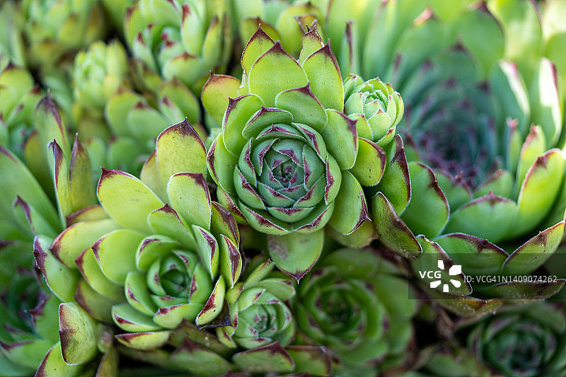 普通长生草（景天科）图片素材
