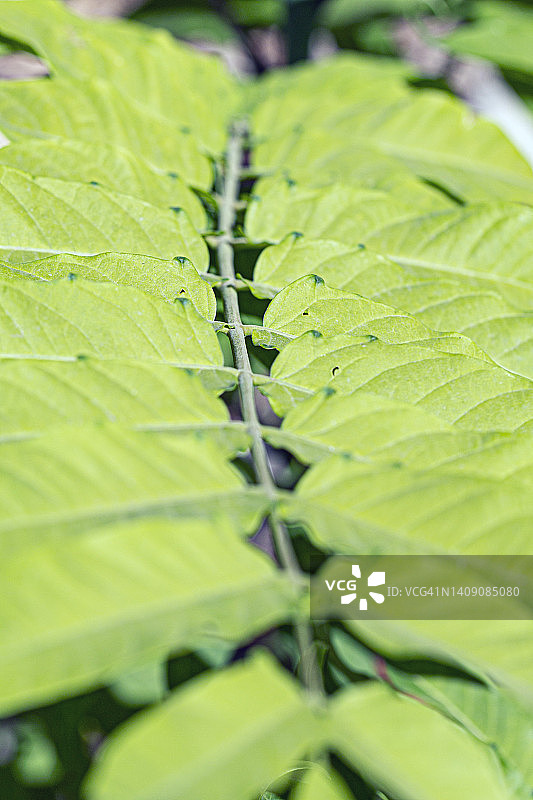 臭椿叶子的选择性聚焦特写照片图片素材