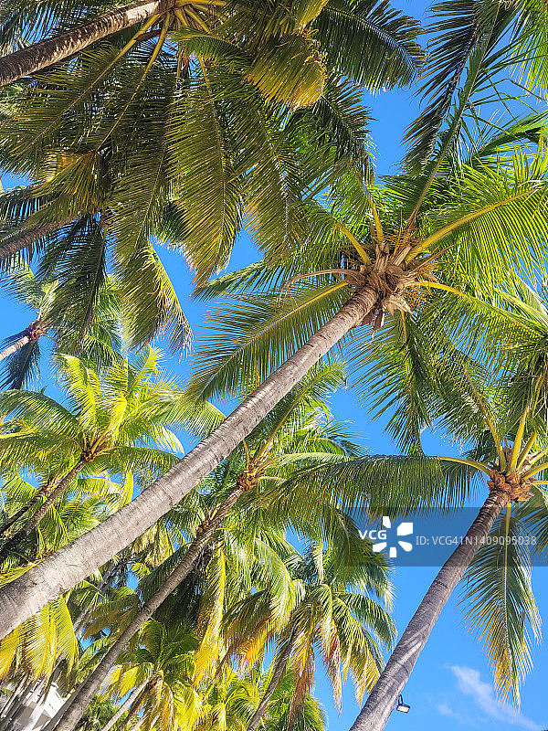 棕榈树的仰视角度图片素材