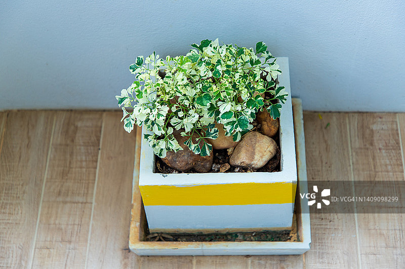 桌子上的盆栽植物特写图片素材