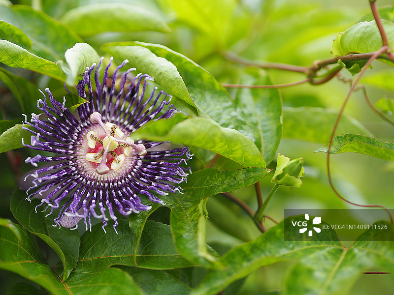 紫罗兰色花朵西番莲图片素材