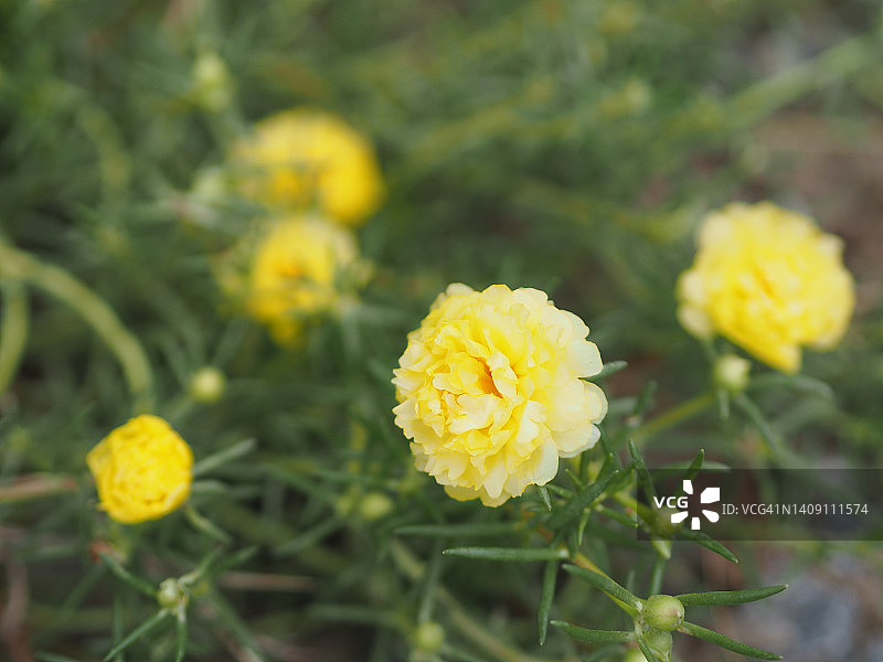 黄色花：太阳花，马齿苋在花园中盛开图片素材