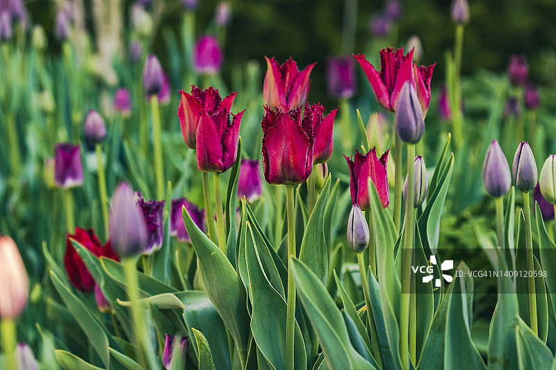 花园中盛开的郁金香图片素材