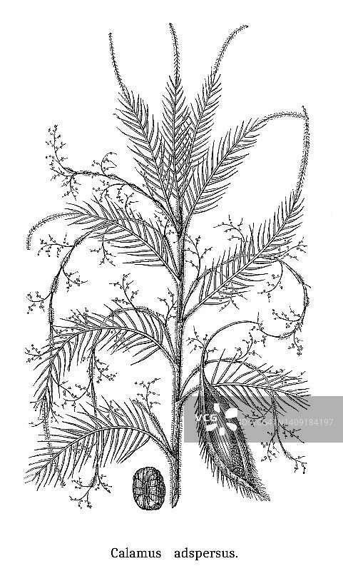 省藤植物（Calamus adspersus）古老版画图片素材