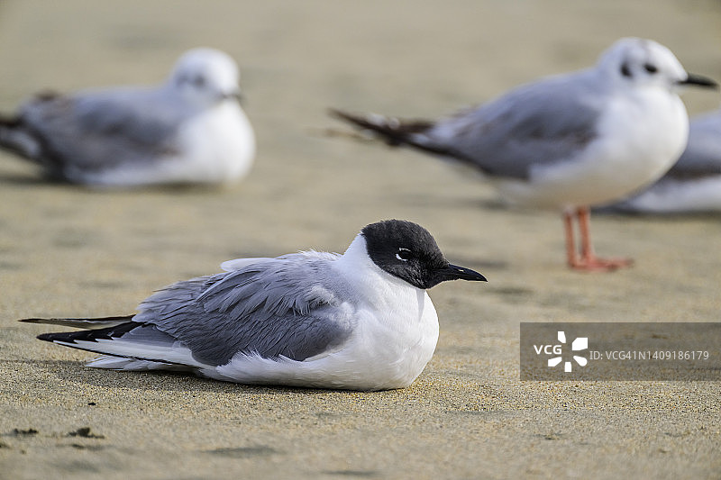 费城鸥图片素材