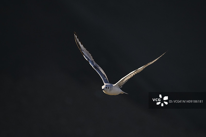 费城鸥图片素材