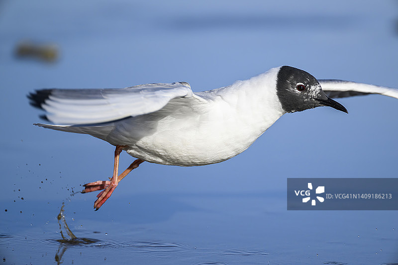 费城鸥图片素材