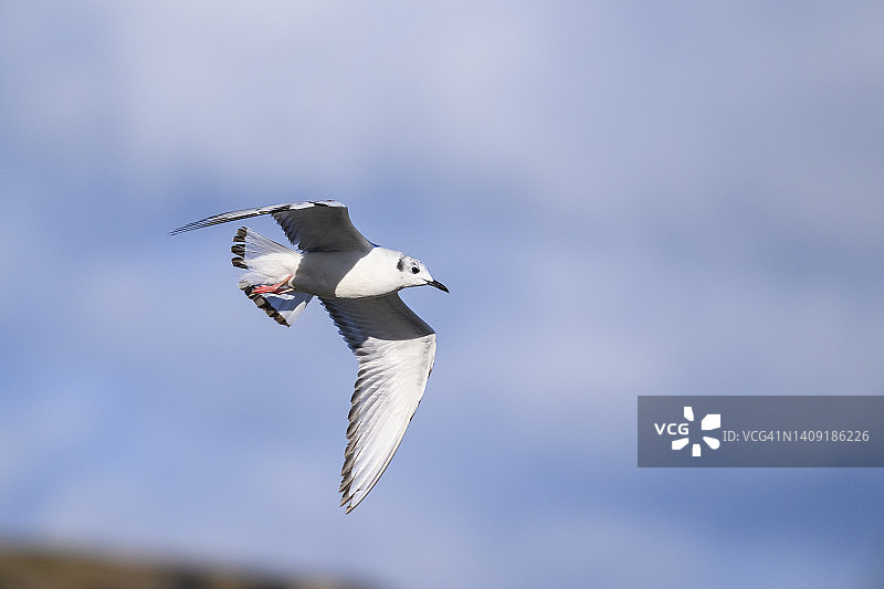 费城鸥图片素材