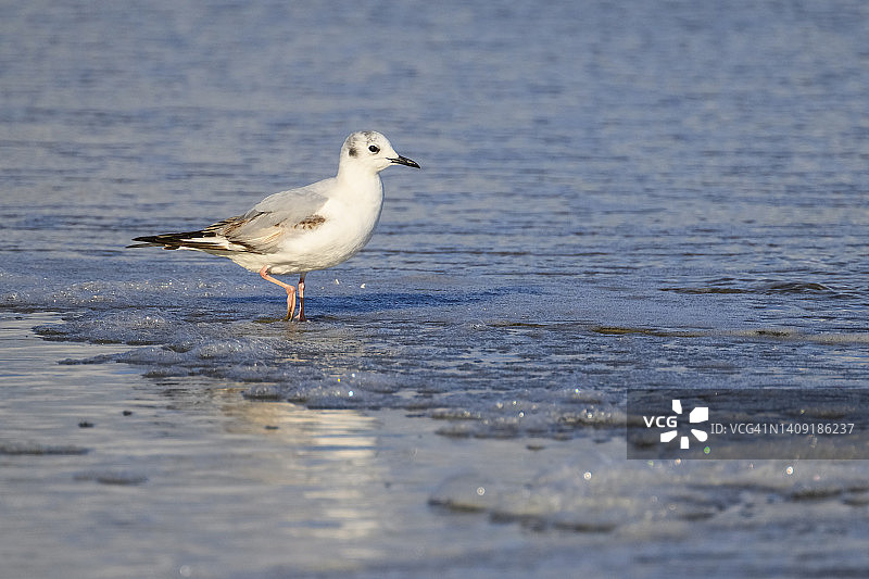费城鸥图片素材