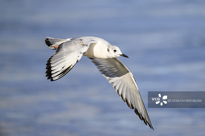 费城鸥图片素材
