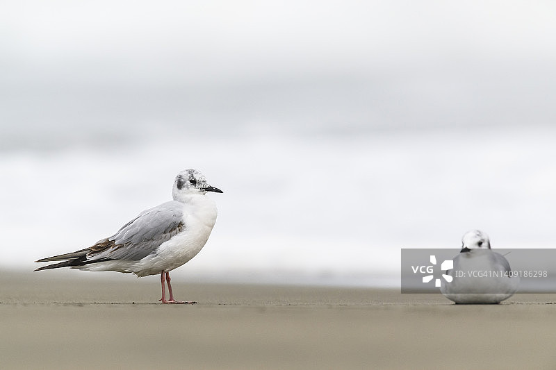 费城鸥图片素材