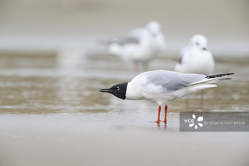 费城鸥图片素材