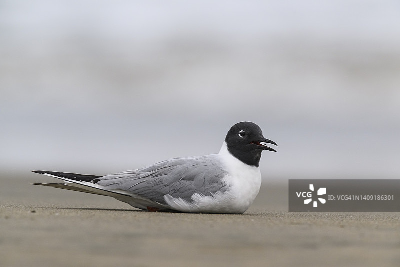 费城鸥图片素材