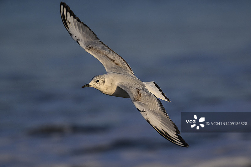 费城鸥图片素材