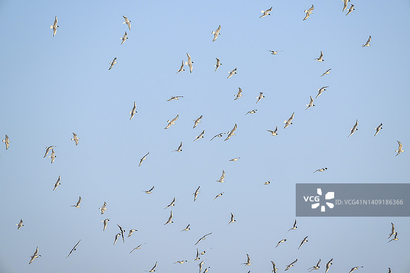 费城鸥图片素材
