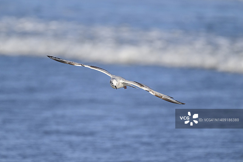费城鸥图片素材