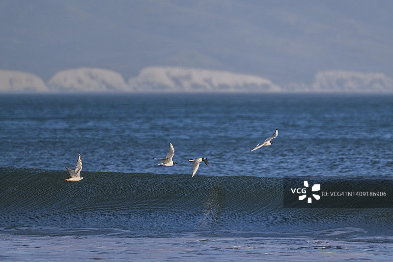 费城鸥图片素材