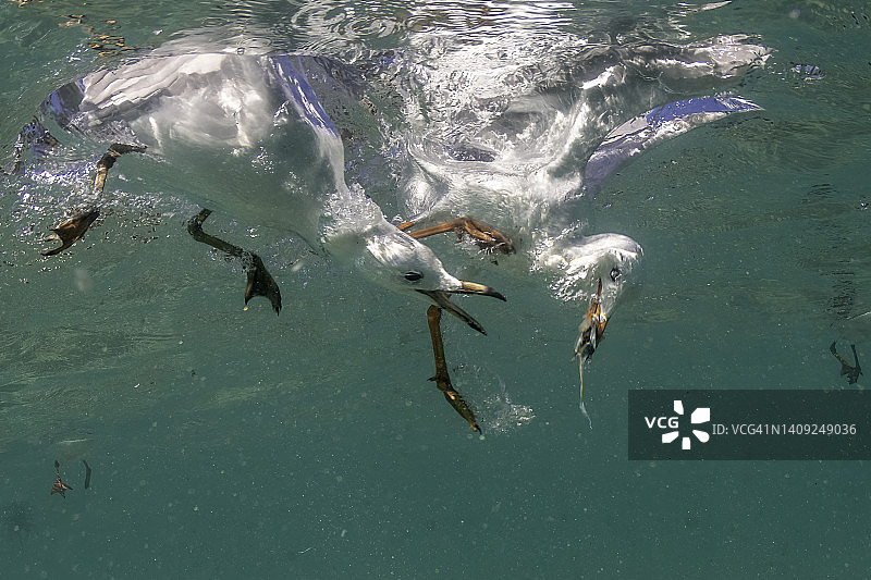海鸥争夺食物图片素材