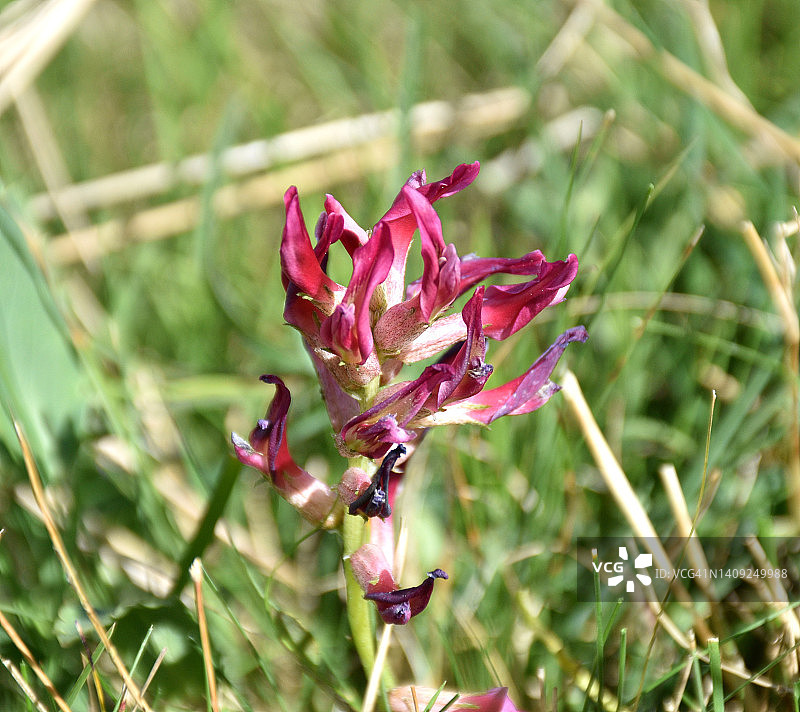 山地草甸上的灰毛黄芪图片素材